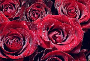Bevochtigde rozen als tranenvangers in een stroom van pure liefde